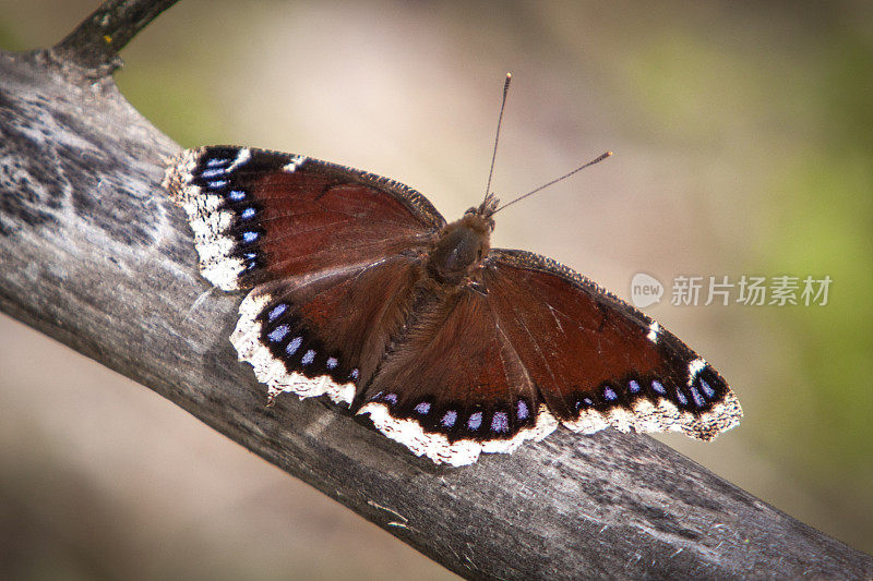 帕皮隆 · 莫里奥， （尼法利斯 · 安托帕）， 坎伯韦尔美容。